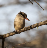 Striped Kingfisher_Manyoni Reserve