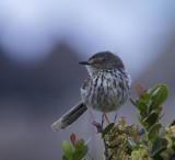 Cape Grassbird_Rooi-Els