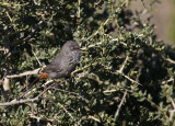 Chestnut Vented Warbler_West Coast NP