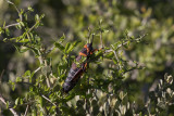 Koppie Foam Grasshopper (Dictyophorus spumans)_West Coast NP