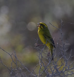 Yellow Canary_West Coast NP