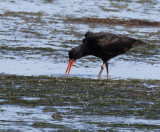 African Oystercatcher_West Coast NP