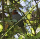 Chestnut-headed Tanager, Pico da Caledonia