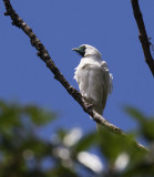 Bare-throated Bellbird, Pico da Caledonia