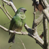 Swallow-tailed Tanager female, open country north of Nova Friburgo