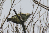 Sharpbill, Theodoro trail