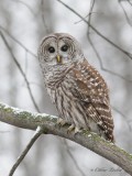 Chouette raye_7708 - Barred Owl