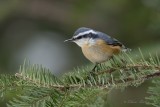 Sittelle  poitrine rousse_Y3A8791 - Red-breasted Nuthatch