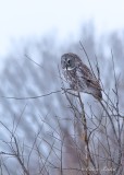Chouette lapone_0521 - Great Gray Owl