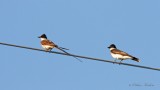 Tyran des savanes et Tyran tritri_5336 - Fork-Tailed Flycatcher & Eastern Kingbird