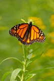 Papillon Monarque_Y3A8216 - Monarch