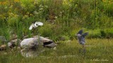 Grande Aigrette & Grand Hron_Y3A9597 - Great Egret & Great Blue Heron 