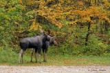 Orignaux_9048 - Moose
