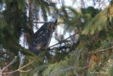 Hibou moyen-duc_Y3A9098 - Long-eared Owl