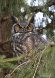 Grand-duc d'Amérique_Y3A3248 - Great Horned Owl