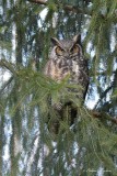 Grand-duc d'Amérique_Y3A3756 - Great Horned Owl