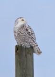 Harfang des neiges_Y3A3932 - Snowy Owl