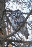 Nyctale de Tengmalm_Y3A3996 - Boreal Owl