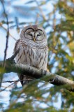 Chouette rayée_Y3A2822 - Barred Owl