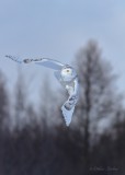 Harfang des neiges_9425 - Snowy Owl