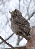 Grand-duc d'Amérique_Y3A4230 - Great Horned Owl