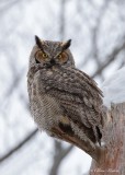 Grand-duc d'Amérique_Y3A4224 - Great Horned Owl