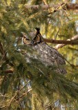 Grand-duc d'Amérique_Y3A4521 - Great Horned Owl