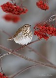 Grive solitaire_Y3A4862 - Hermit Thrush