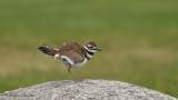 Pluvier kildir_Y3A8093 - Killdeer