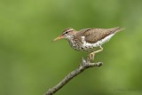 Chevalier grivel_Y3A8978 - Spotted Sandpiper
