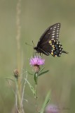 Papillon du cleri_Y3A2687 - Black Swallowtail