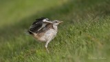 Moqueur polyglotte juvnile_Y3A4189 - Northern Mockingbird young
