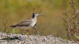 Grand chevalier_Y3A4766 - Greater Yellowlegs