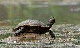 Tortue gographique_Y3A5637 - Map Turtle