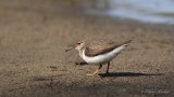 Chevalier grivel_Y3A5332 - Spotted Sandpiper