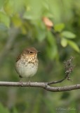 Grive  dos olive_Y3A6755 - Swainsons Thrush