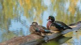 Canard branchu_Y3A6798 - Wood Duck