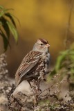 Bruant  couronne blanche_Y3A7505 - White-crowned Sparrow