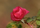 Flore et Bestiole