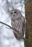 Chouette rayée_7727 - Barred Owl