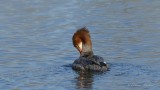 Grand Harle_Y3A8247 - Common Merganser