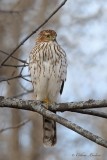 Rapace