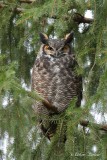 Grand Duc d'Amérique_Y3A8993 - Great Horned Owl