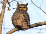 Grand Duc dAmrique_Y3A9633 - Great Horned Owl