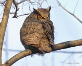 Grand Duc dAmrique_Y3A9635 - Great Horned Owl