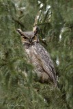 Grand Duc d'Amérique_Y3A9887 - Great Horned Owl