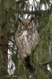 Grand Duc d'Amérique_Y3A9816 - Great Horned Owl