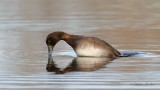 Canard Échassier Limicole...
