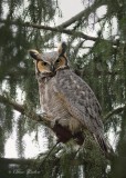 Hibou Chouette Nyctale...