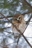 Petite Nyctale_Y3A0631 - Northern Saw-whet Owl
